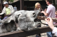 zoo-budapesta_27
